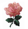 #4535 3 1/4&quot; remiendo del Applique de Rose Flower Embroidery Iron On del rosa